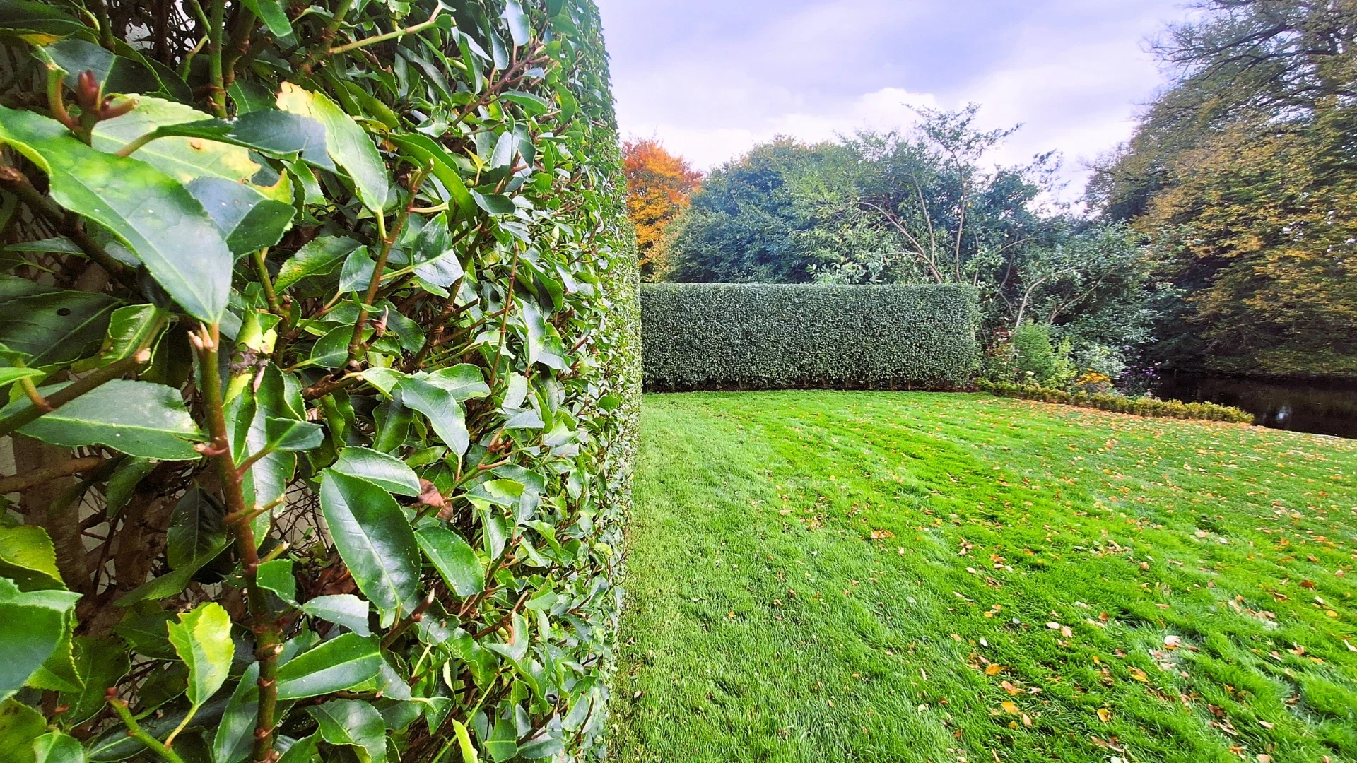 Nuotrauka demostruojanti lygiai apkirptą mažalapių ievų gyvatvorę.