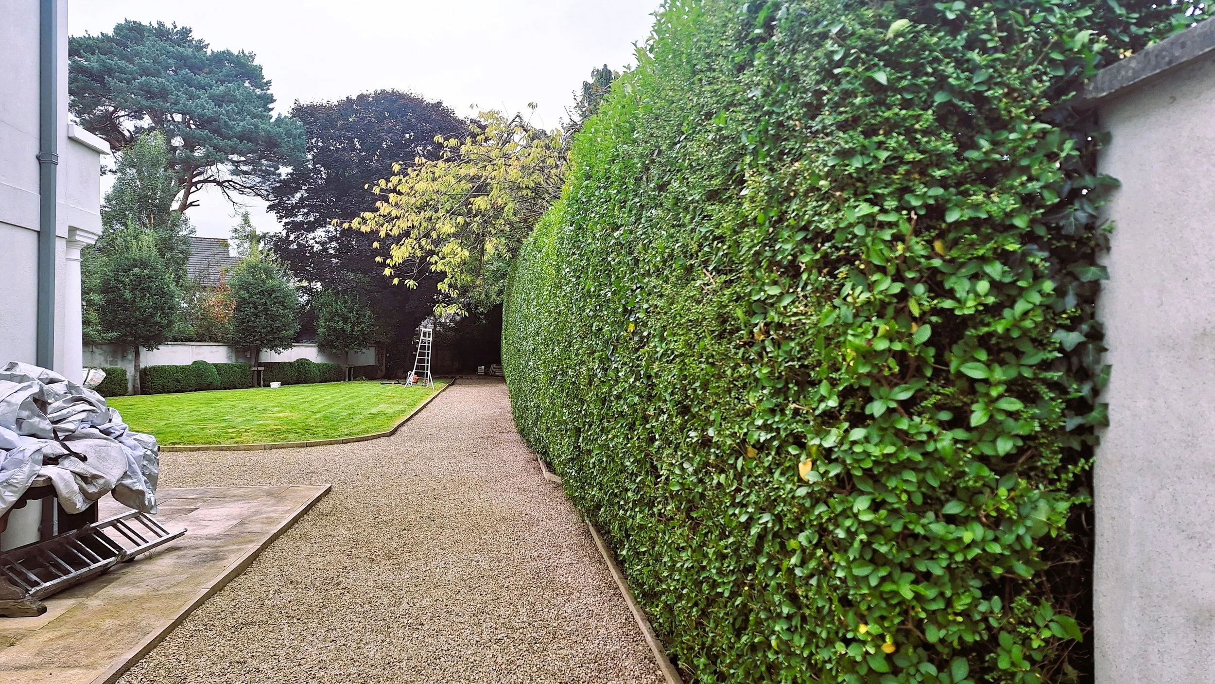 A well-maintained outdoor backyard garden with a gravel pathway on the right side, a green lawn, trimmed hedges, trees, and a ladder visible in the background.