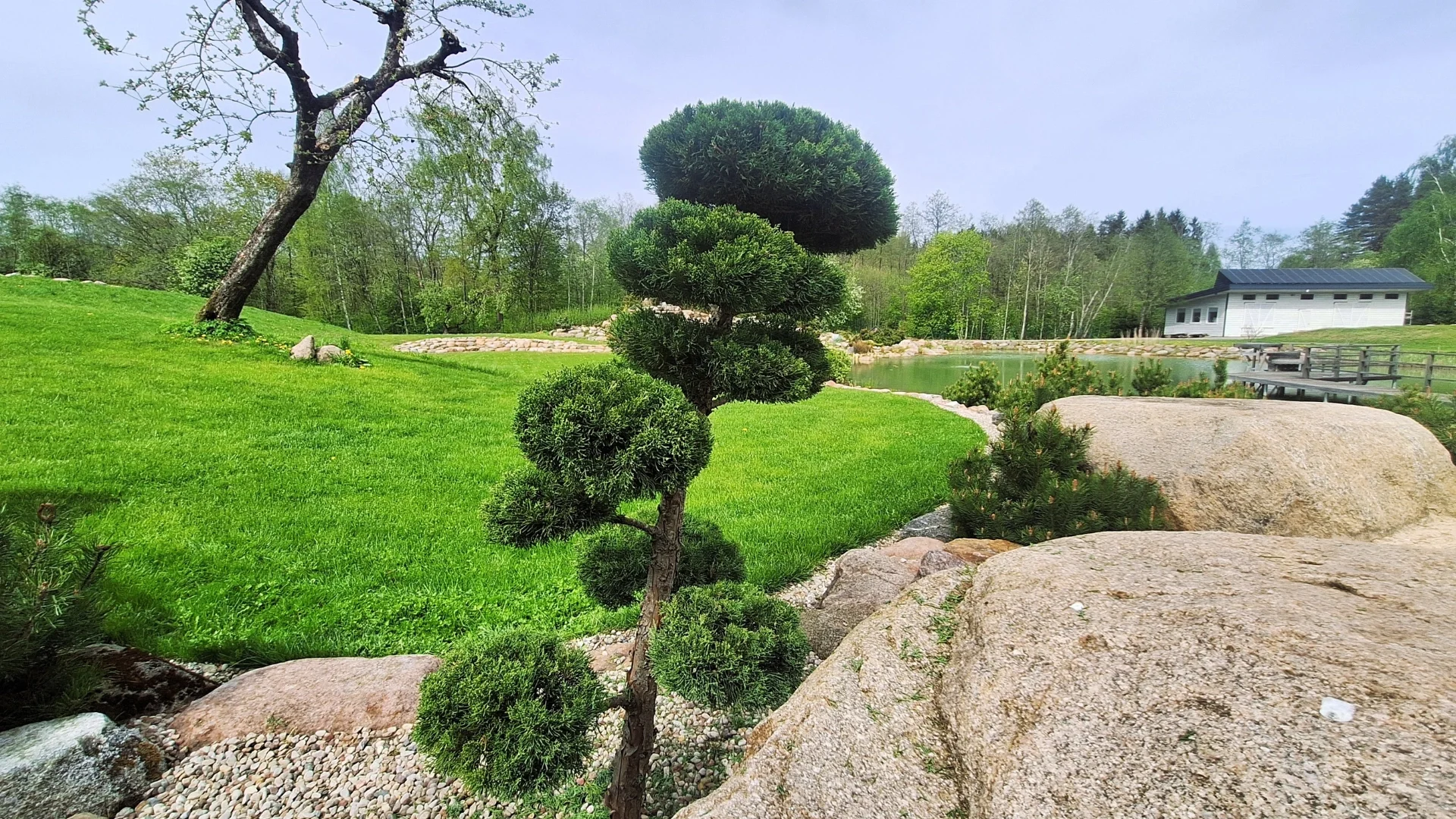 Nuotrauka, kaip bonsai kadagys atrodo po karpymo.