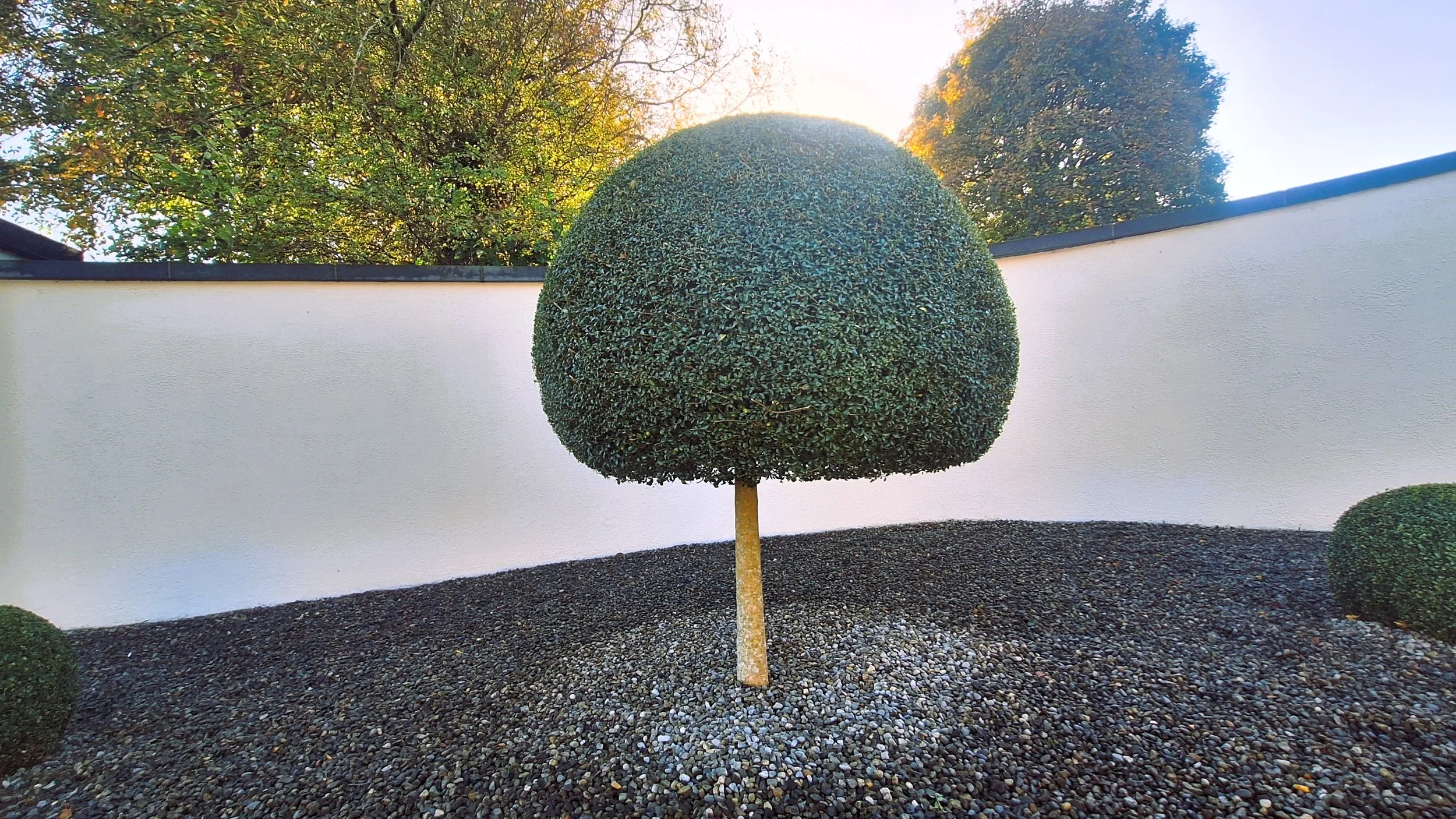 A neatly trimmed, large, rounded topiary tree with a straight trunk in a garden, surrounded by dark gravel, with a white wall and trees in the background.
