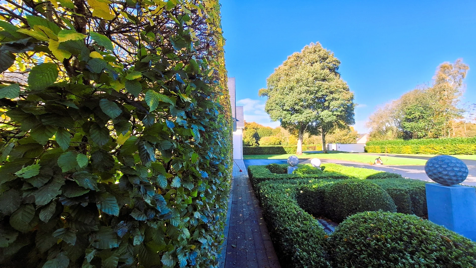 Nuotrauka, kaip skroblų gyvatvorė atrodo po karpymo.