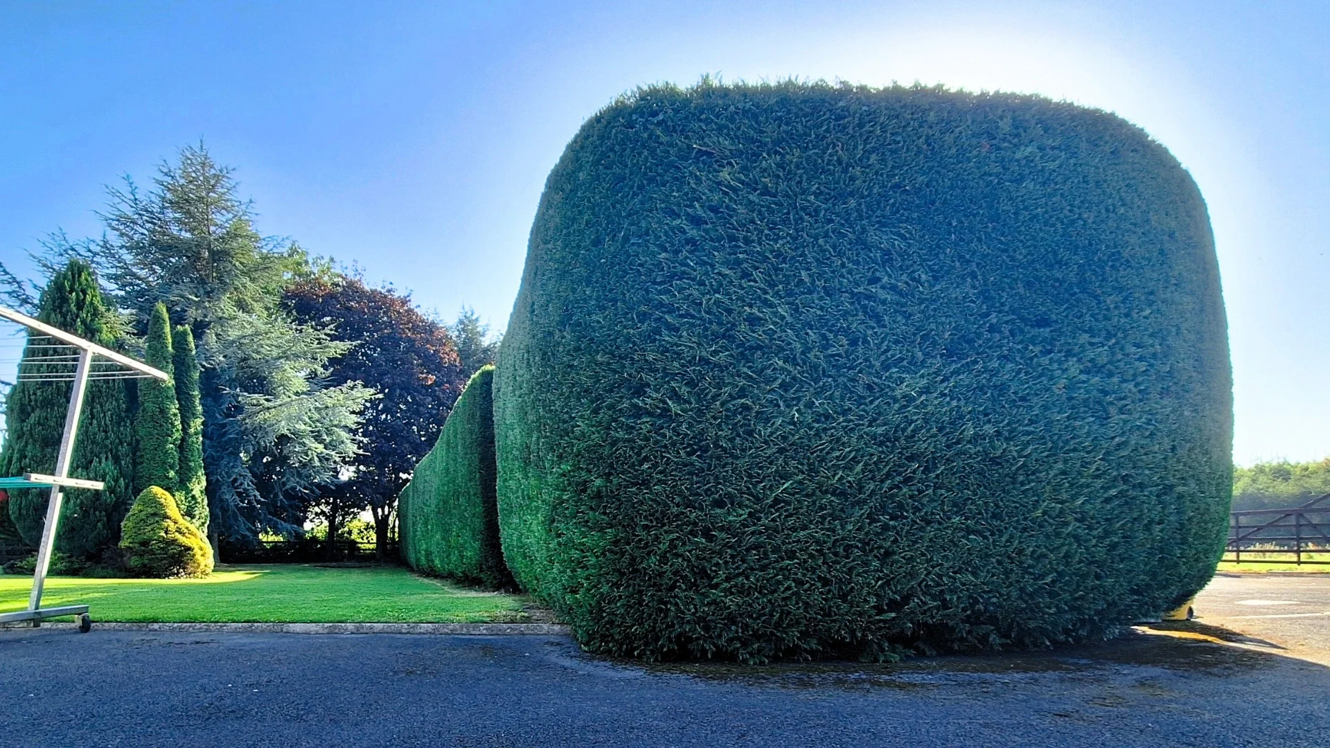 Nepriekaištingai apkirpta leilando kiparisų gyvatvorė po giedru dangumi saulėtą dieną.