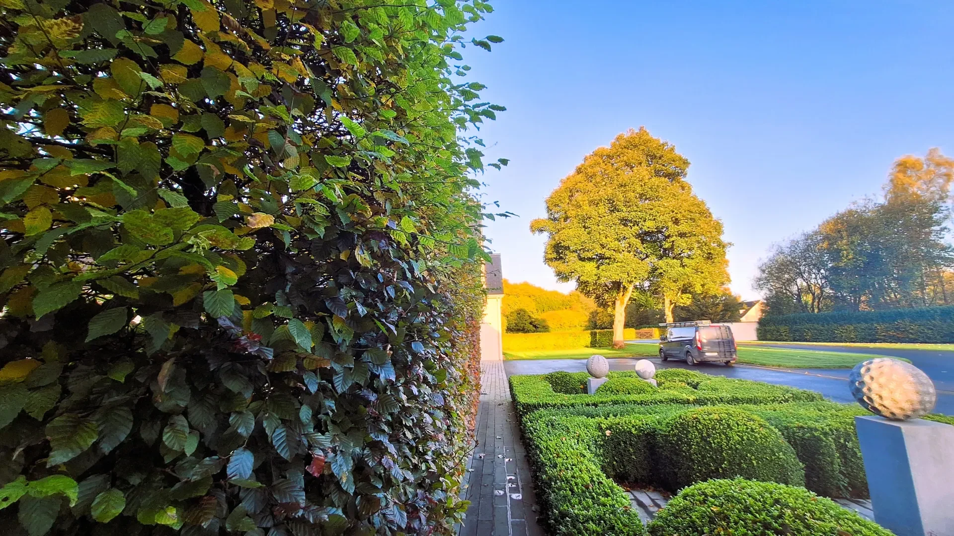 Nuotrauka, kaip skroblų gyvatvorė atrodo prieš karpymą.