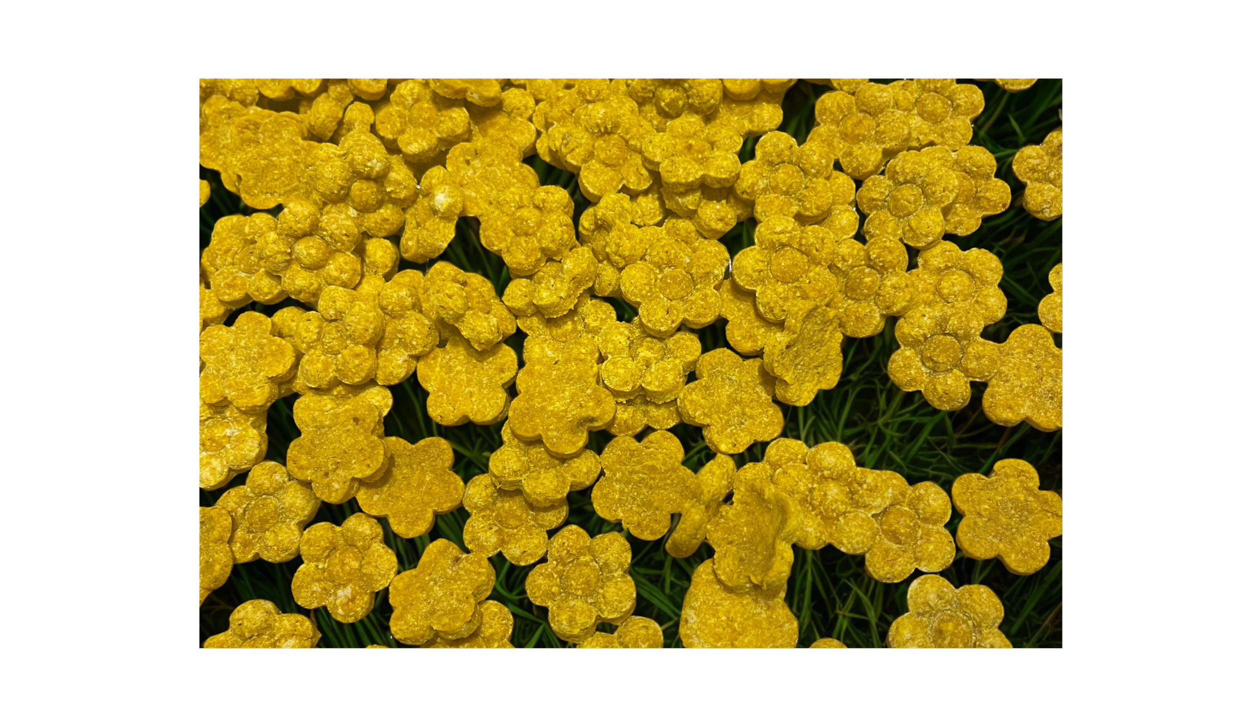 Boswellia & Pumpkin Bites Dog Treat (Grain Free)