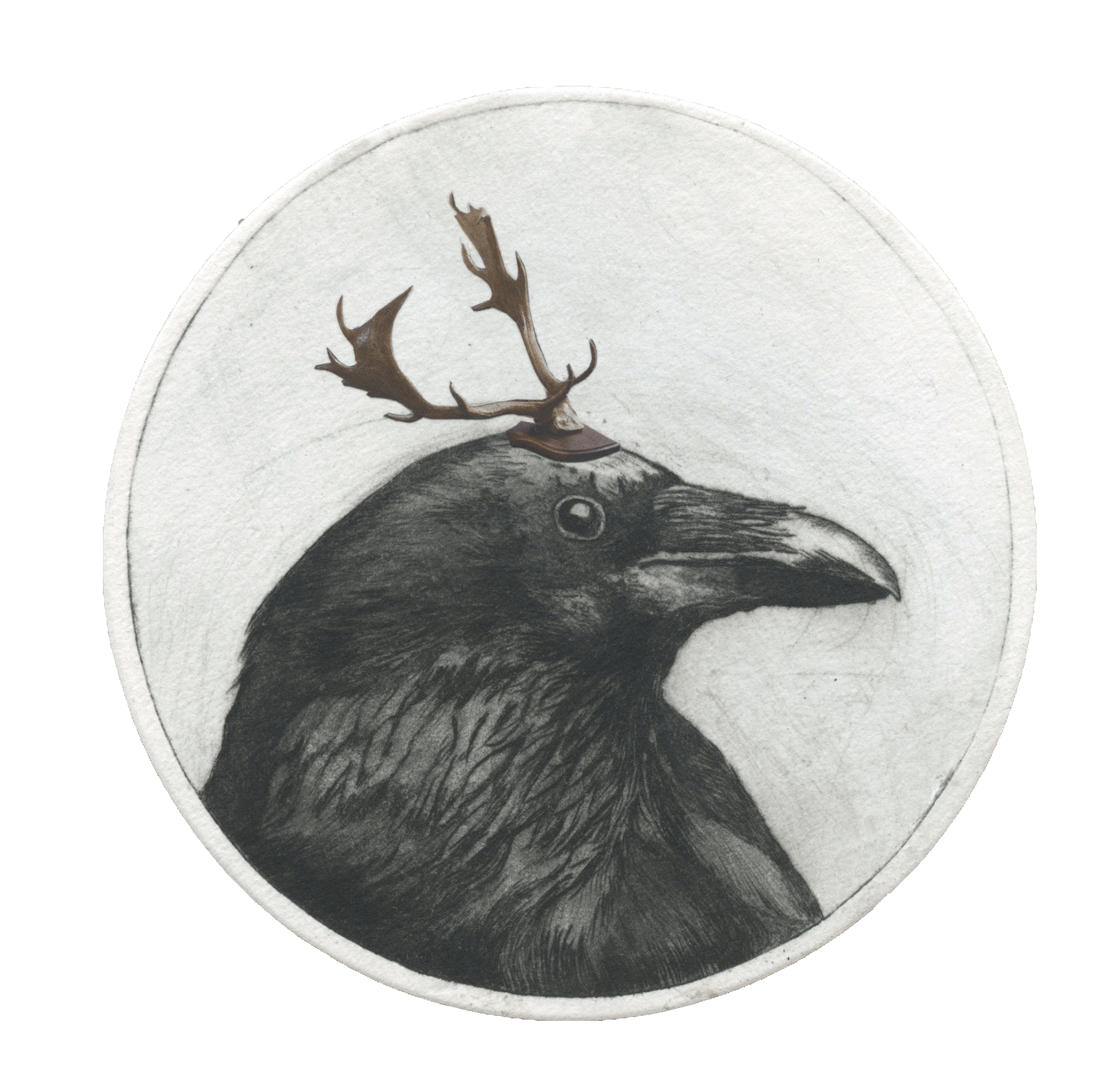 Carnonos Corvid