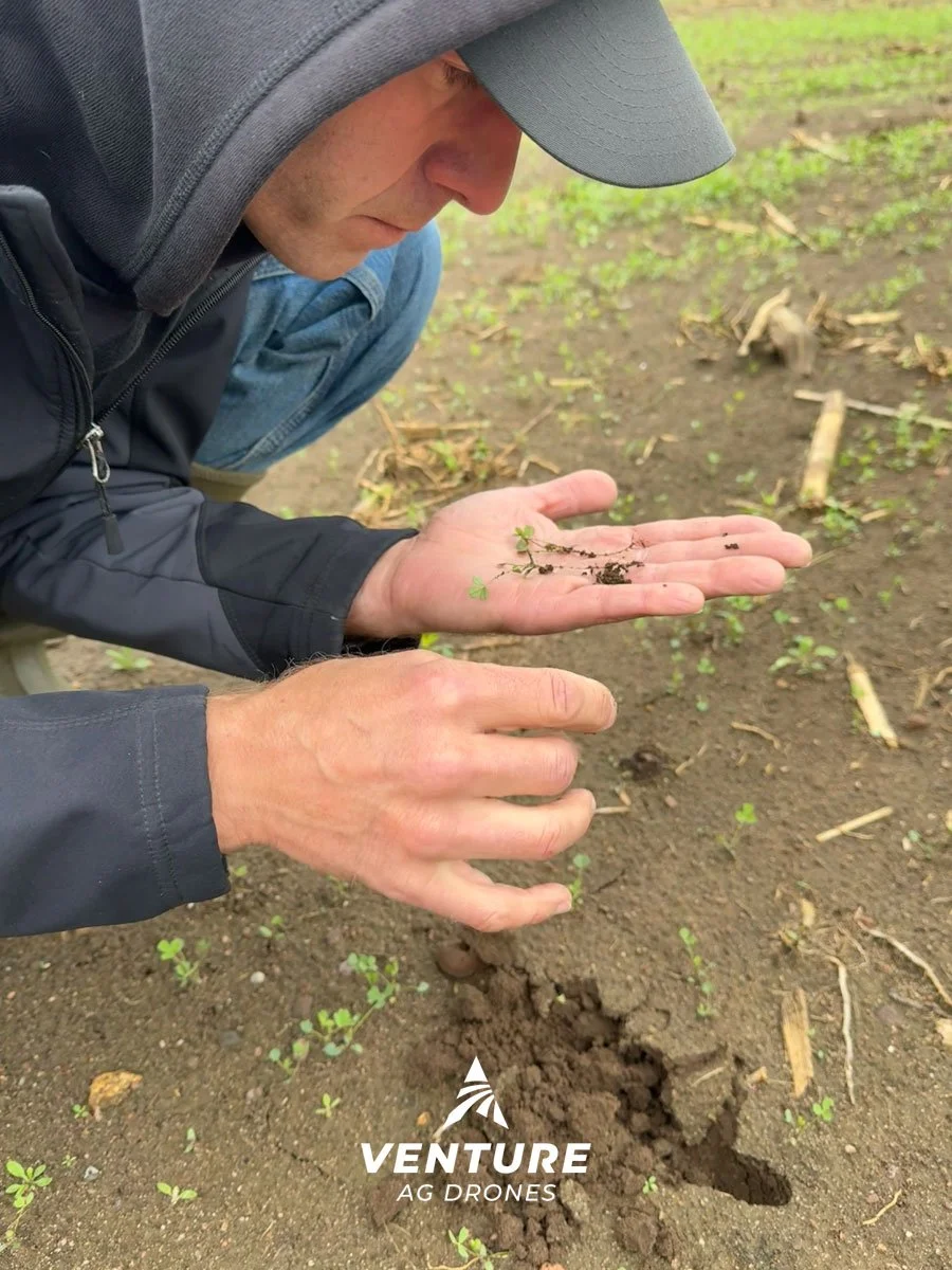 Alfalfa-New-Seeding-Antigo-Wisconsin-Drone.jpg