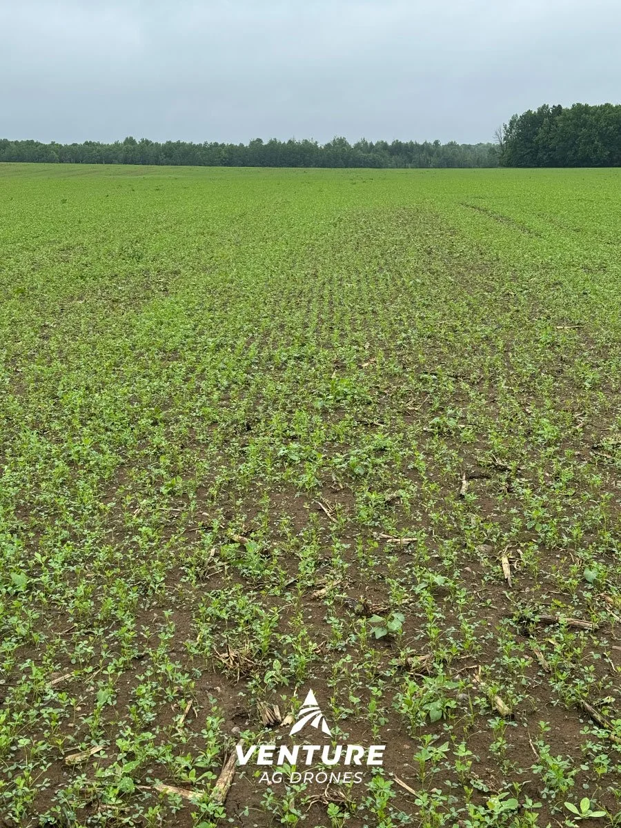 Alfalfa-New-Seeding-Via-Drone-Antigo-Wi.jpg