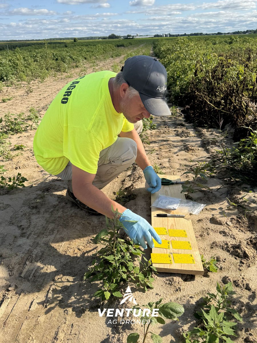 Potato-Crop-Trial-Antigo-Wisconsin-Drone.jpg