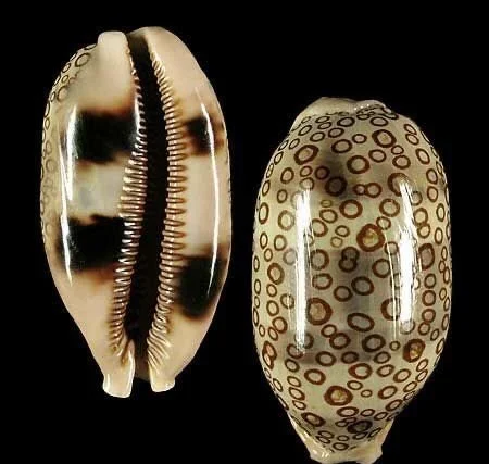 Cowrie Shells (Arestorides argus contrastriata).jpeg