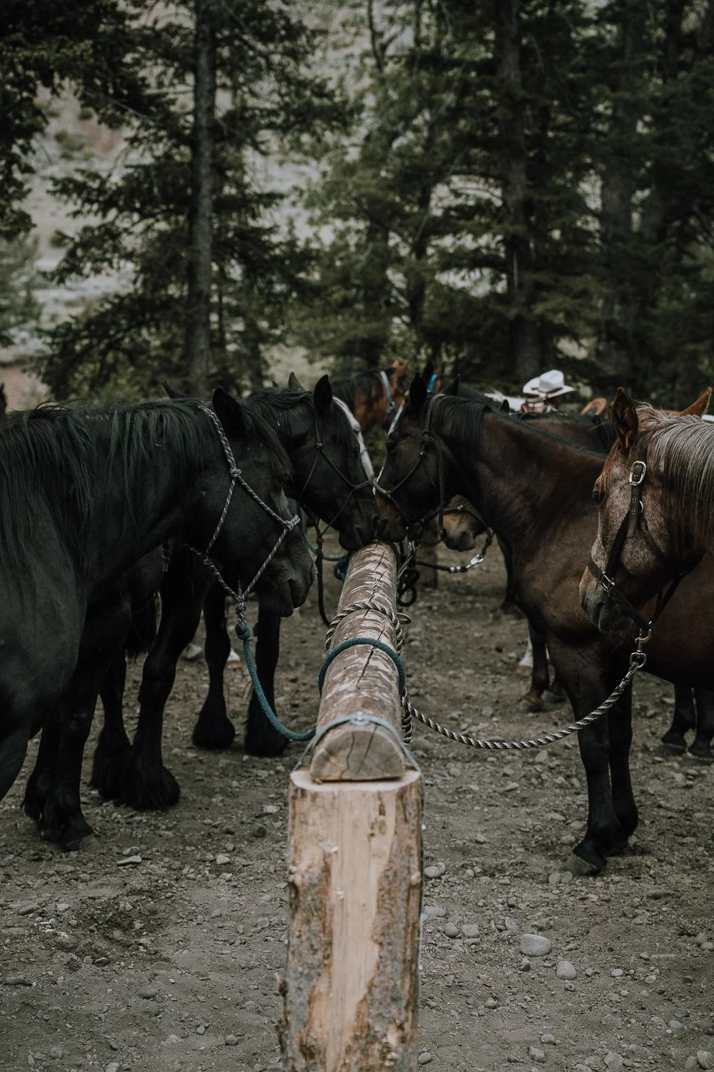 Horses in the corral.