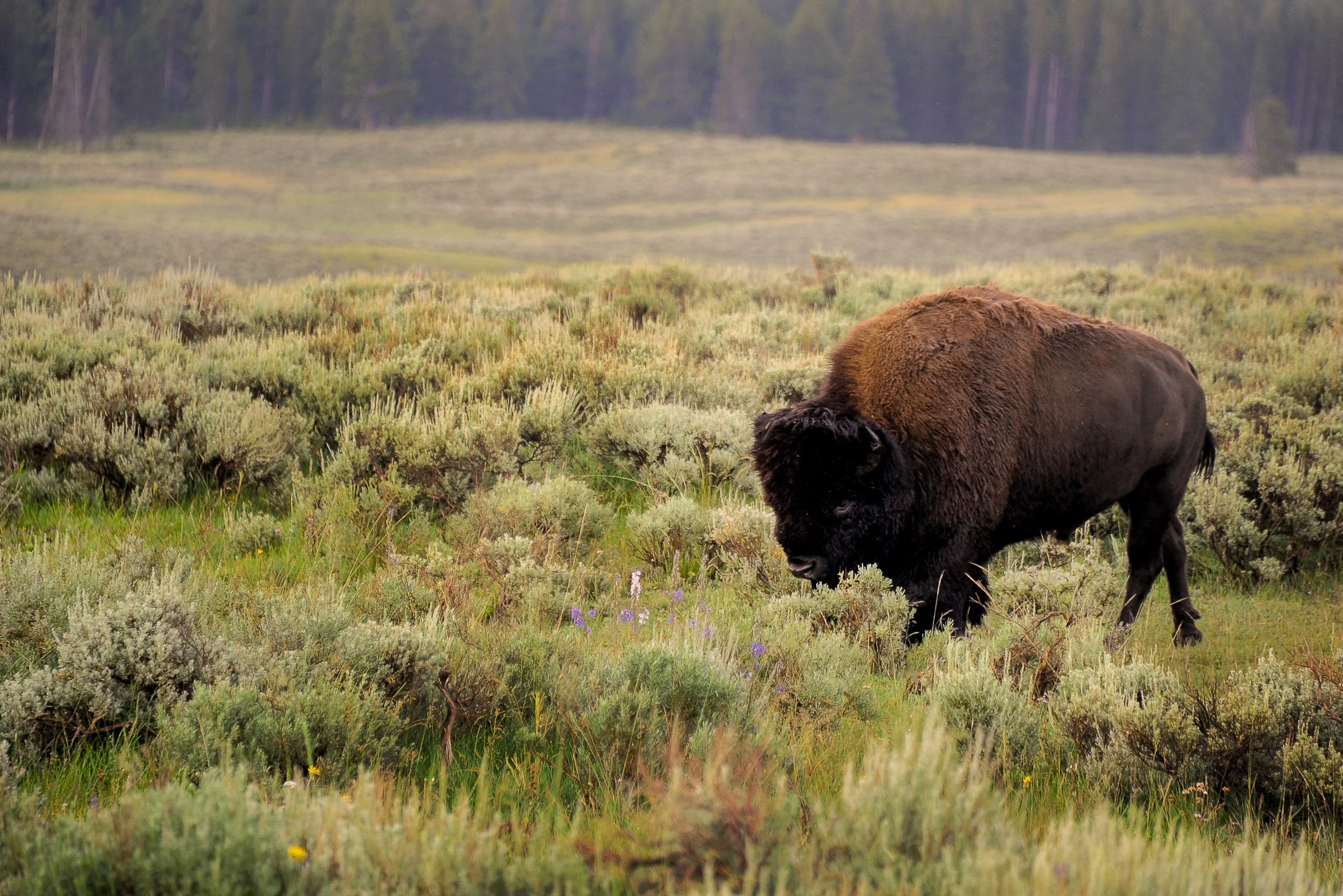 A bison in Yellowstone Country. 