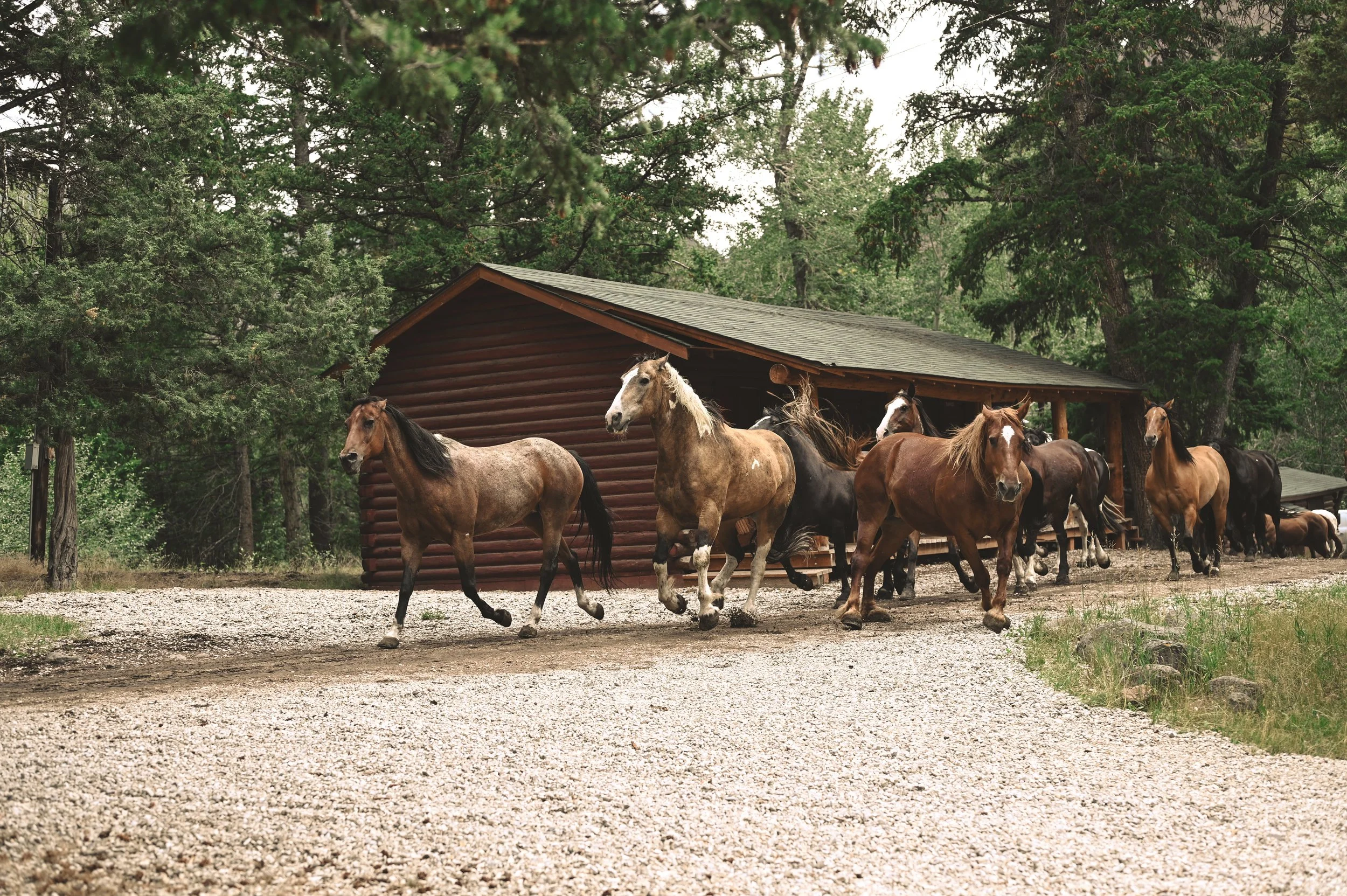 The Wrangle at Blackwater Creek Ranch.