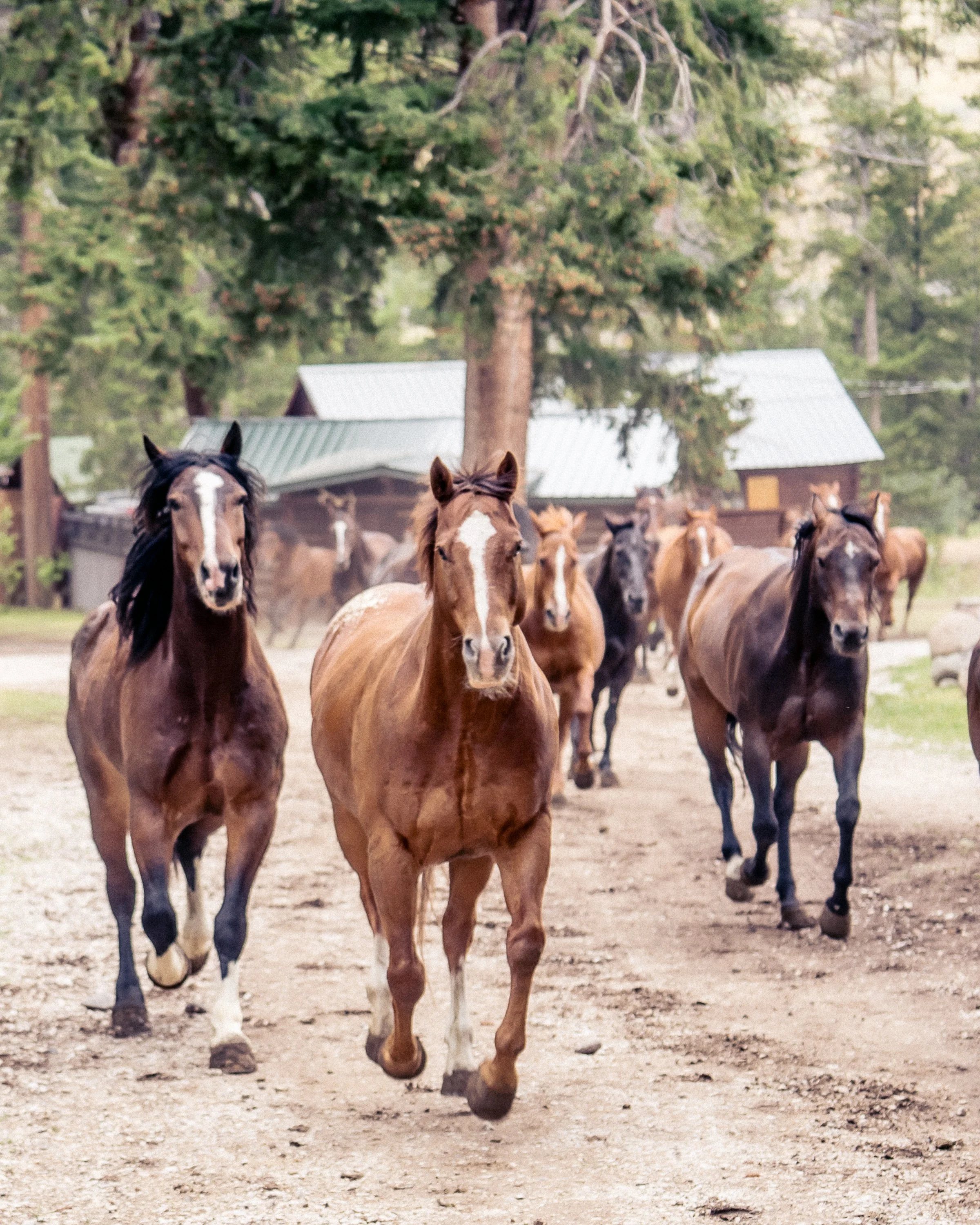 Horses run into the ranch during the daily wrangle at Blackwater Creek Ranch.