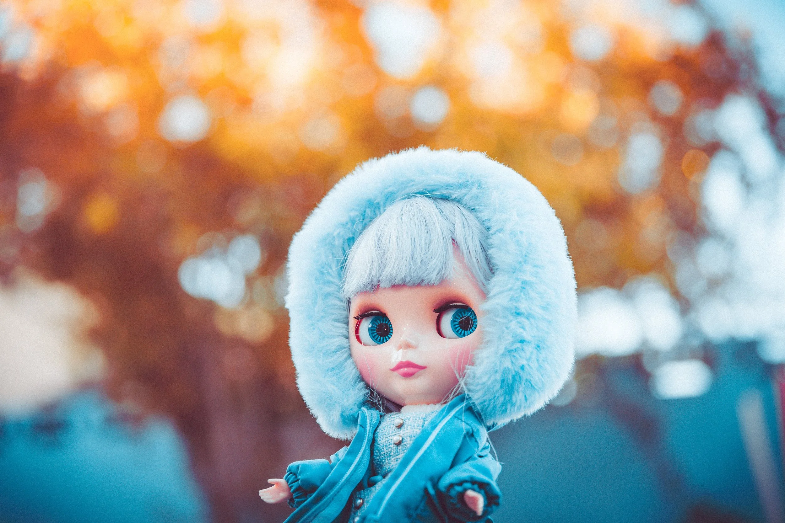 Lavandula Babe in the Fall