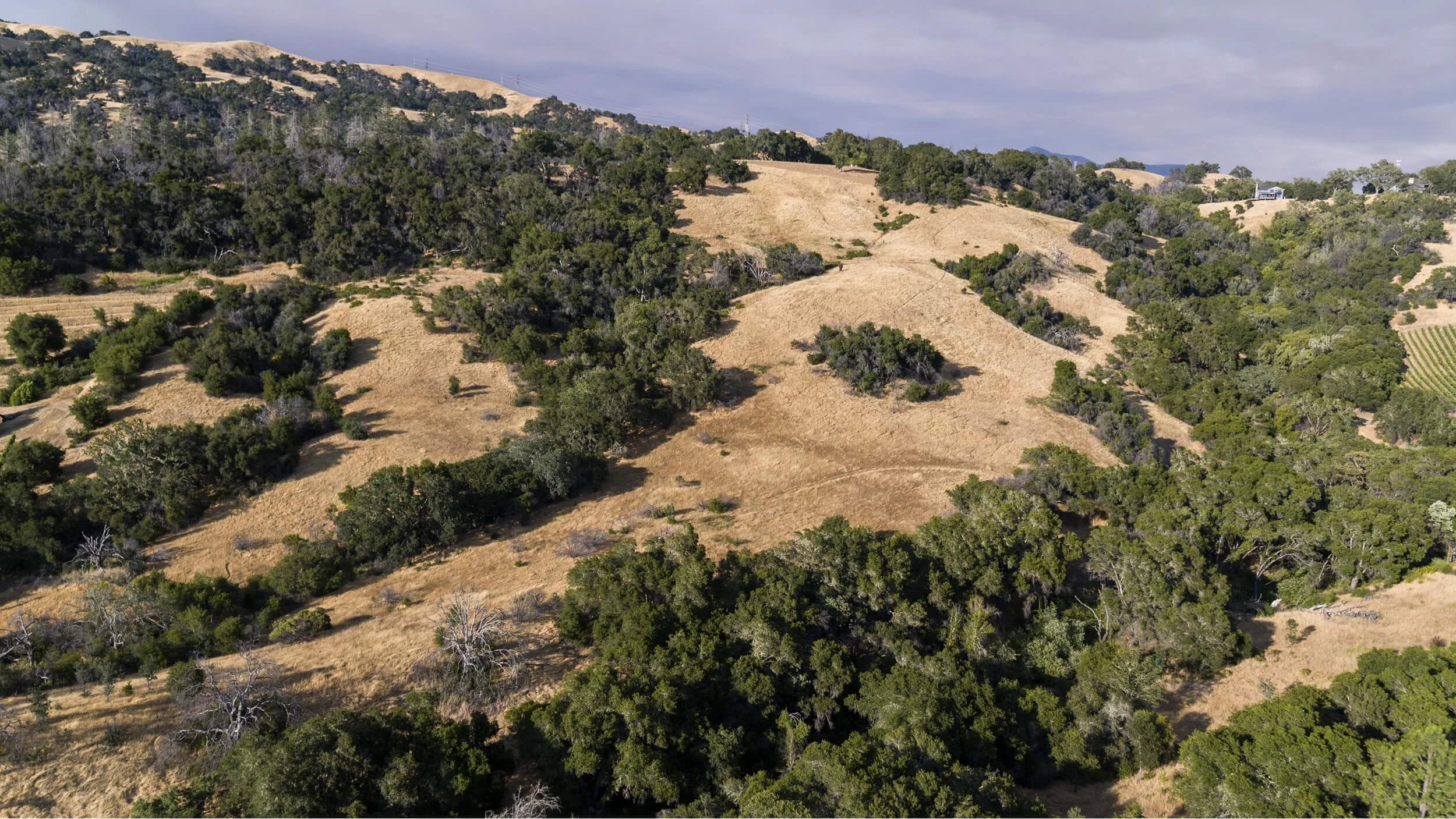 Dry, rolling hills with scattered trees in a rural landscape.