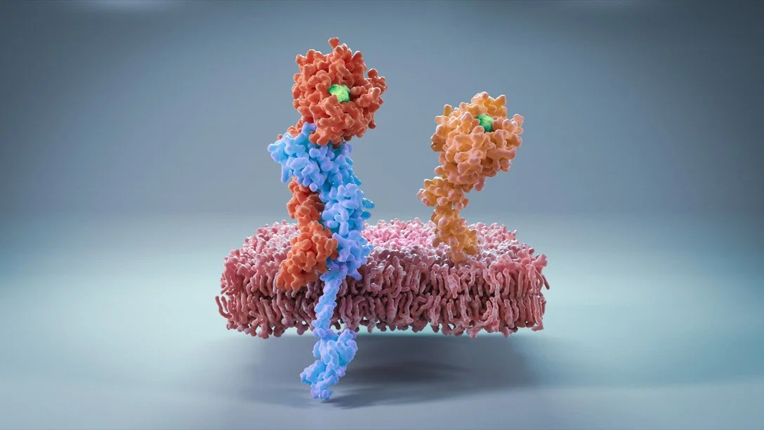 A detailed 3D molecular model showing a cell membrane with two membrane proteins embedded, depicted in various colors representing different protein structures.