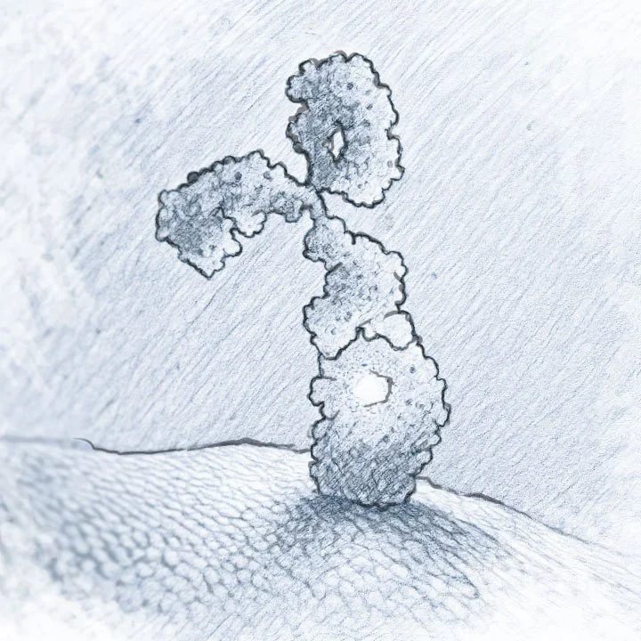 A hand-drawn sketch of a simplified human antibody standing on a textured ground.