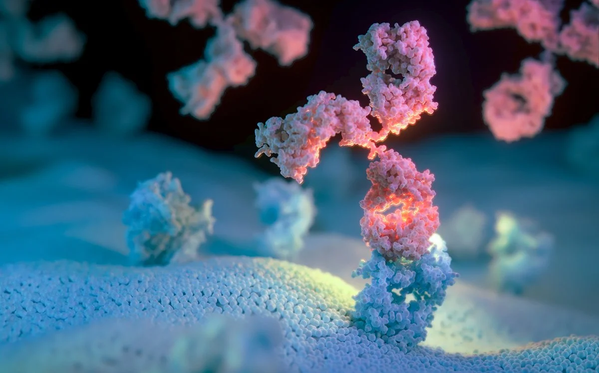 ANTIBODIES: PROTECTIVE PROTEINS
