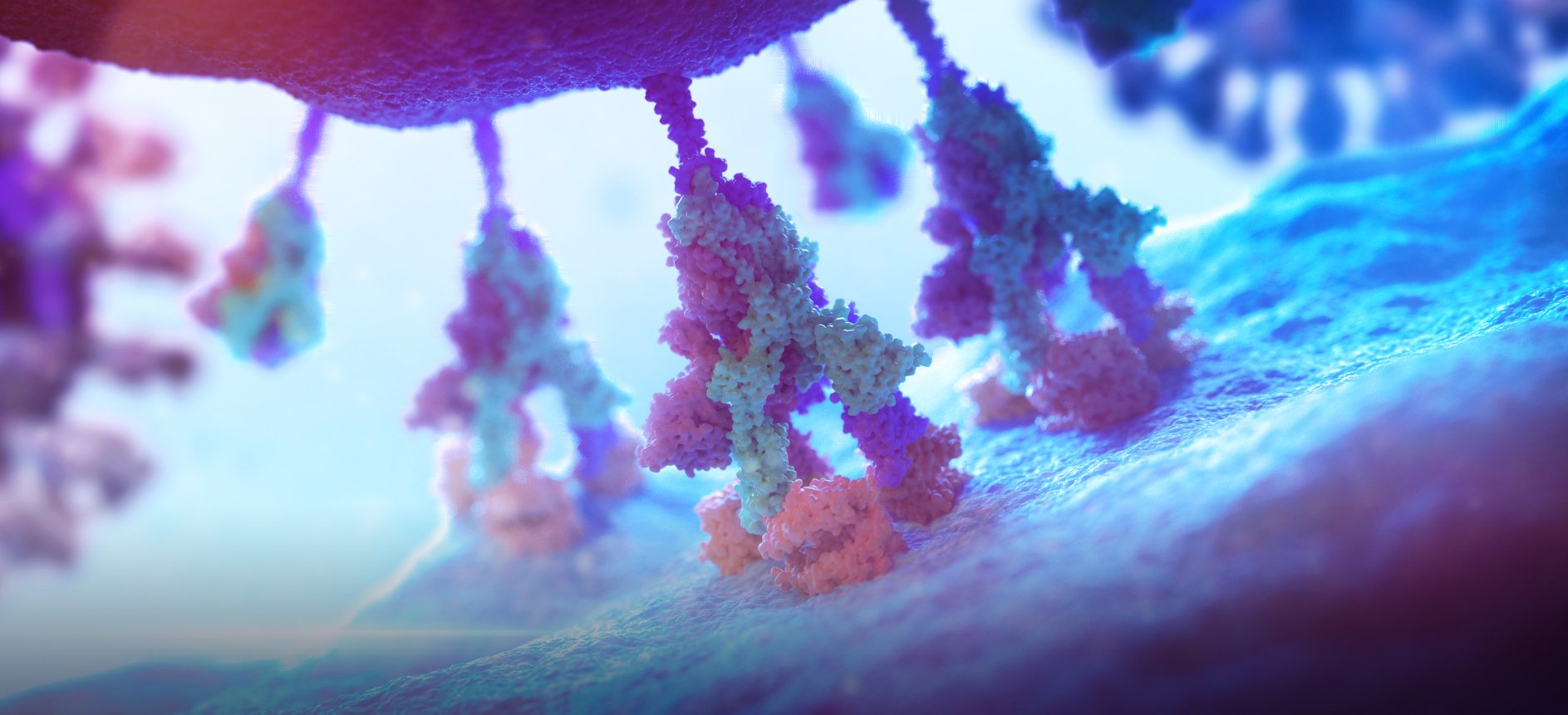 SARS-COV-2: SPIKE PROTEIN