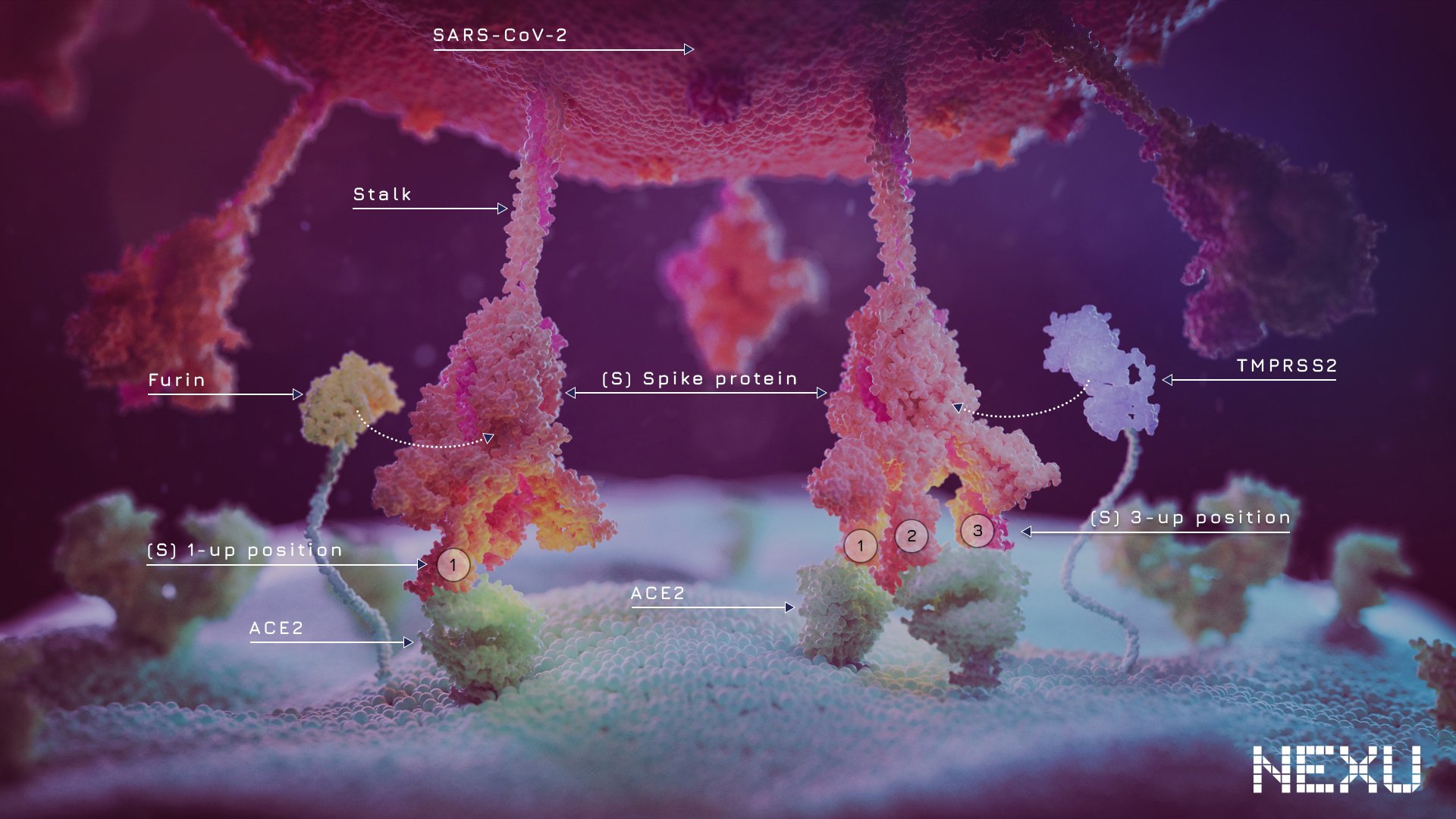 UoTaA_SARS-CoV-2_STP_01b.jpg