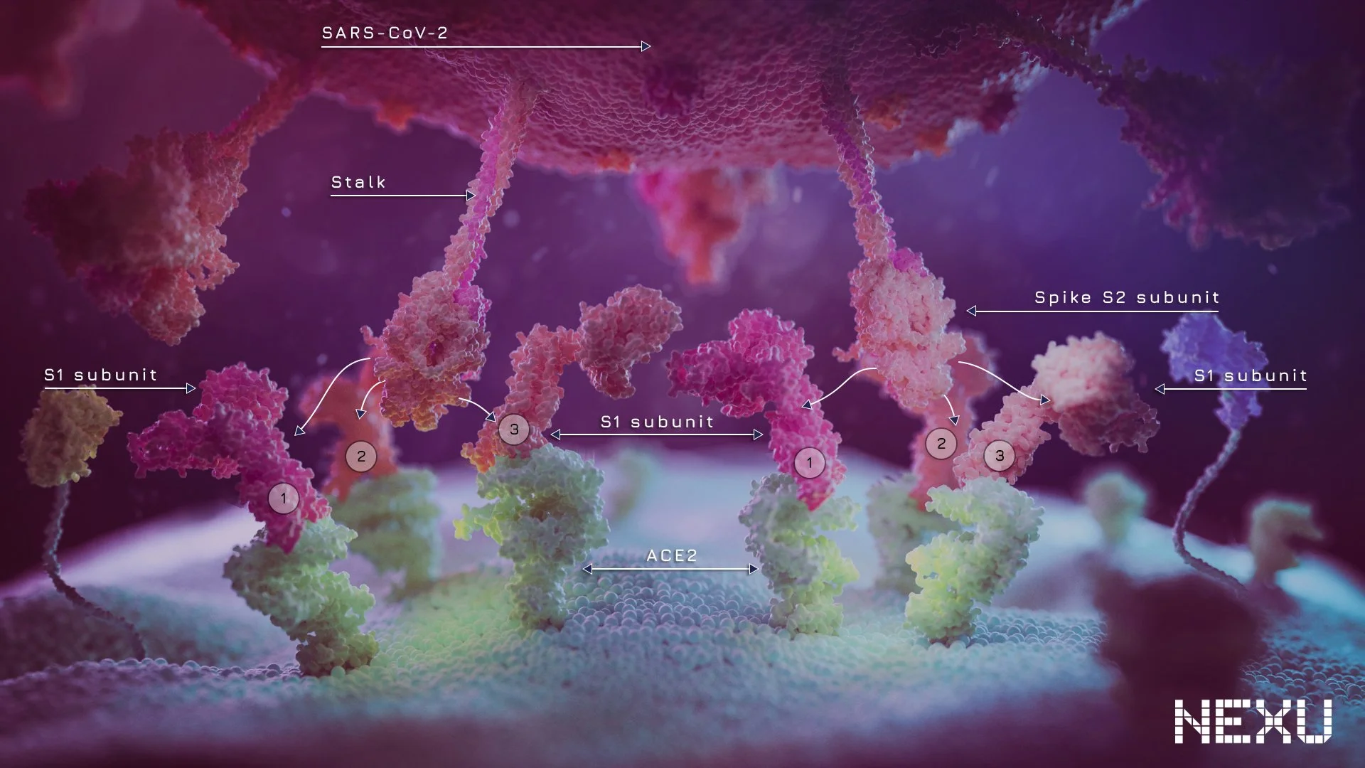 UoTaA_SARS-CoV-2_STP_02b.jpg