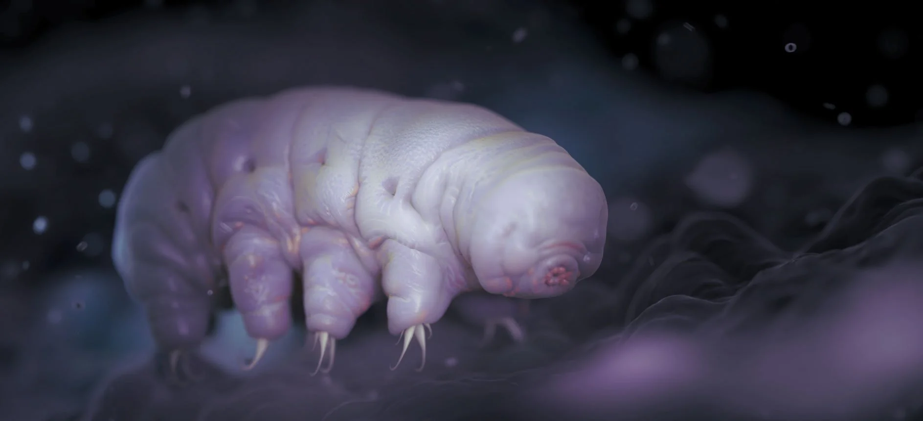 TARDIGRADES