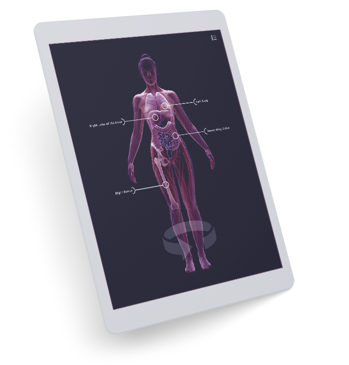 Digital medical illustration showing the human body with labeled internal organs and muscles, including the brain, lungs, stomach, large intestine, and leg muscles.