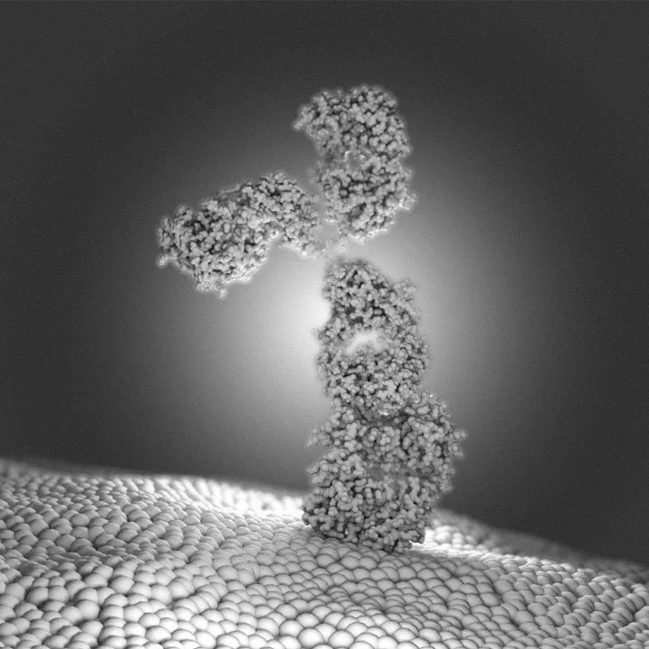 A greyscale 3d rendered view of a protein antibody, with a textured surface structure, set against a shadowed background.
