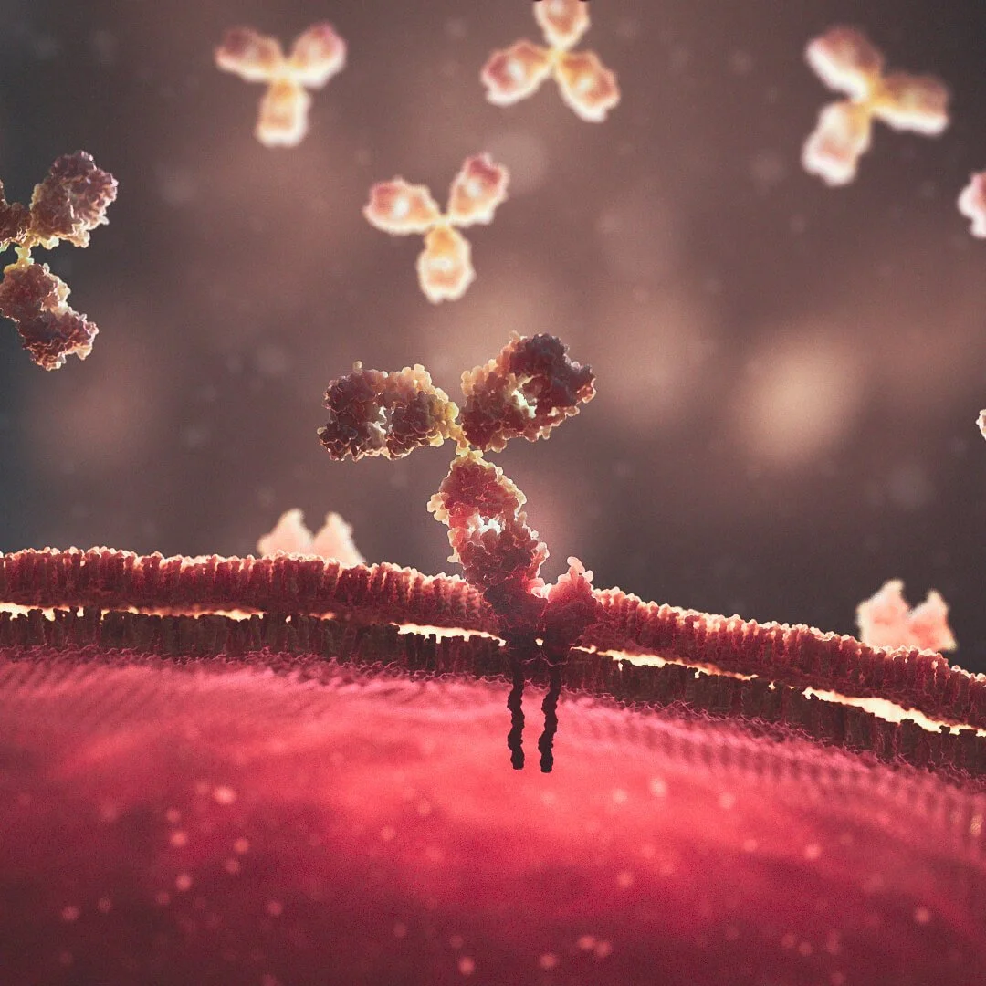 Close-up microscopic view of a human antibody binding to a cell surface, illustrating interaction at the cellular level.