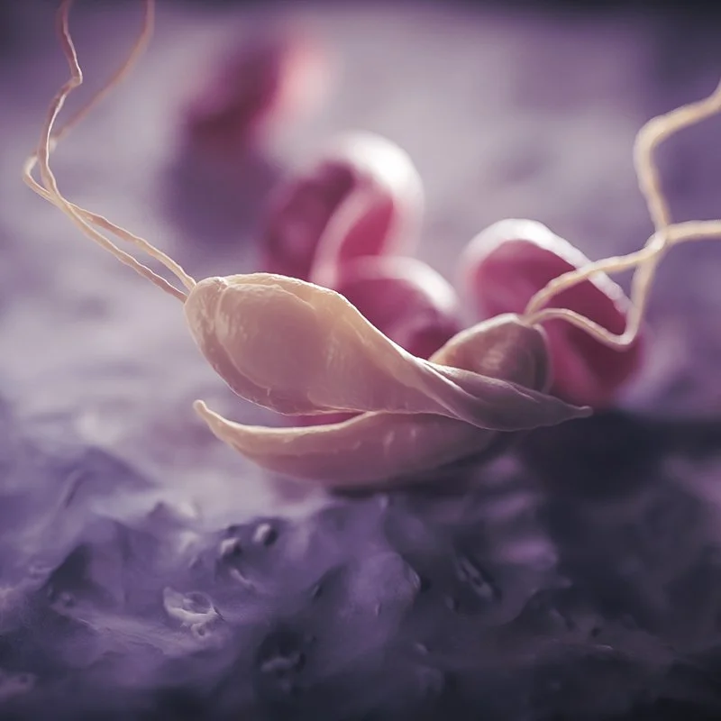 3D medical animation still visualizing protozoan parasite mechanisms by NEXU Science Communication.