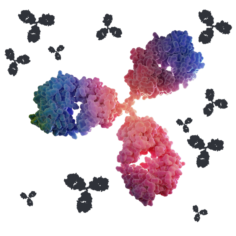 A molecular diagram showing the structure of an antibody with labeled parts: two heavy chains, two light chains, antigen-binding sites, and variable regions.