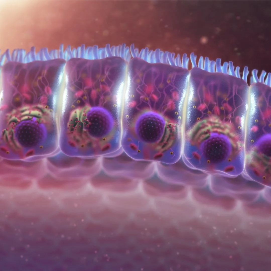Close-up of a colorful microscopic view of cilia and cell structures with purple and blue hues.