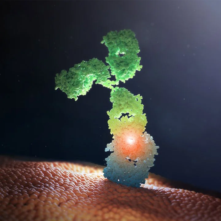 A colorful illustration of a Y-shaped antibody molecule, with green, yellow, blue, and orange regions, floating above textured skin.