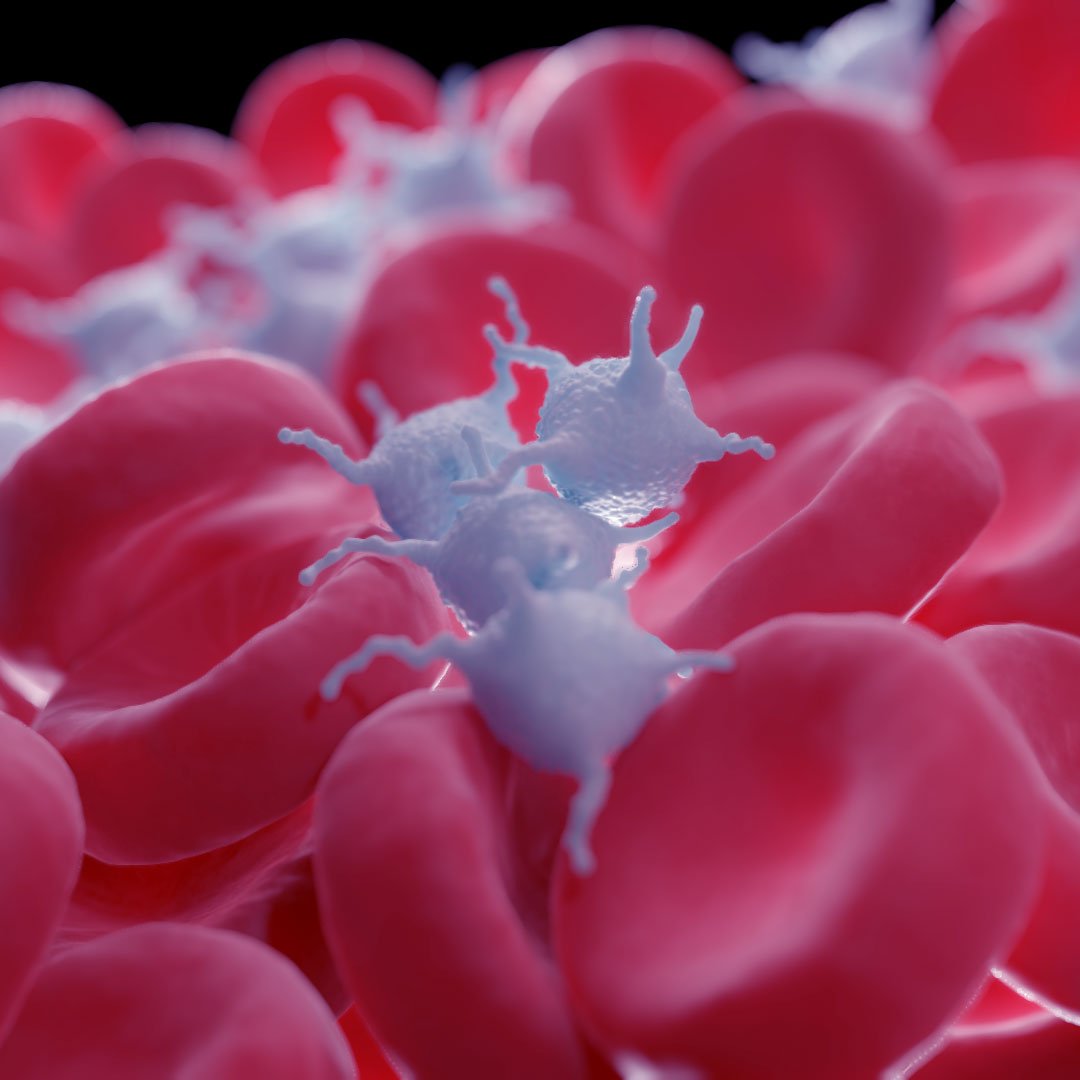 Close-up of white platelets and red blood corpuscles, showing detailed structures.