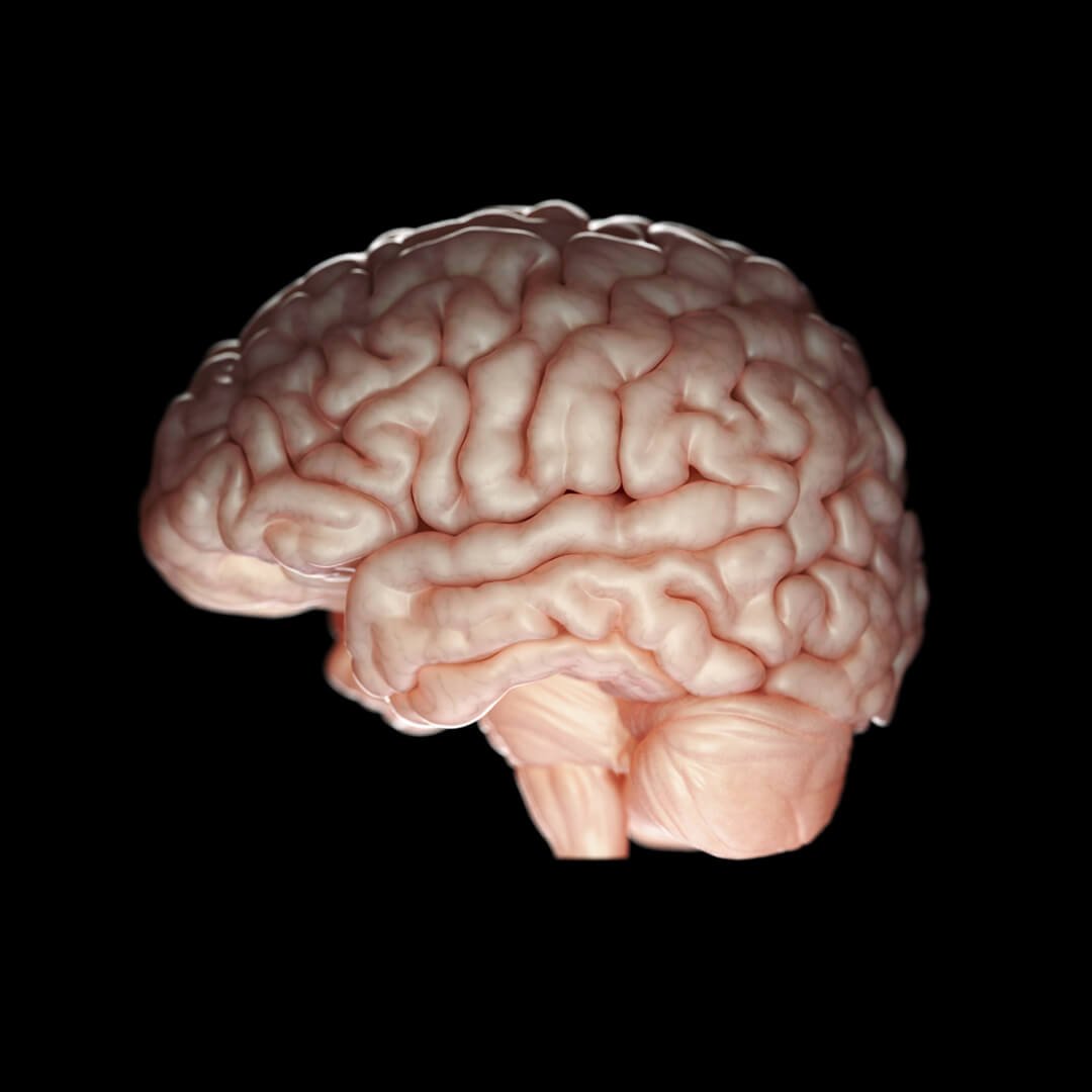 A detailed digital illustration of a human brain against a black background.