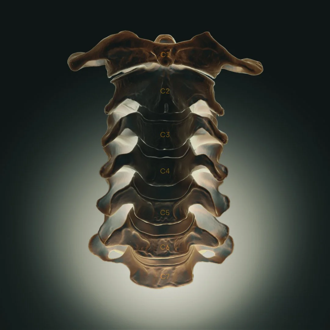 Anatomical 3D medical animation model illustrating human cervical spine vertebrae.