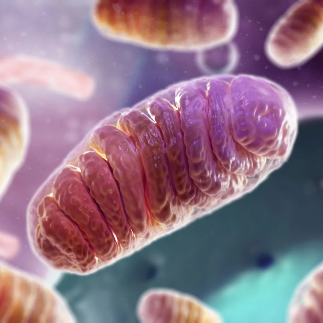 Cellular medical animation rendering showing high-detail mitochondrial cross-section structures.