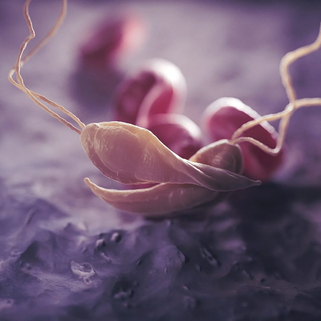 Close-up of Leishmania, which are protozoan parasites that cause leishmaniasis, with pinkish-white flagellum on a purple surface.