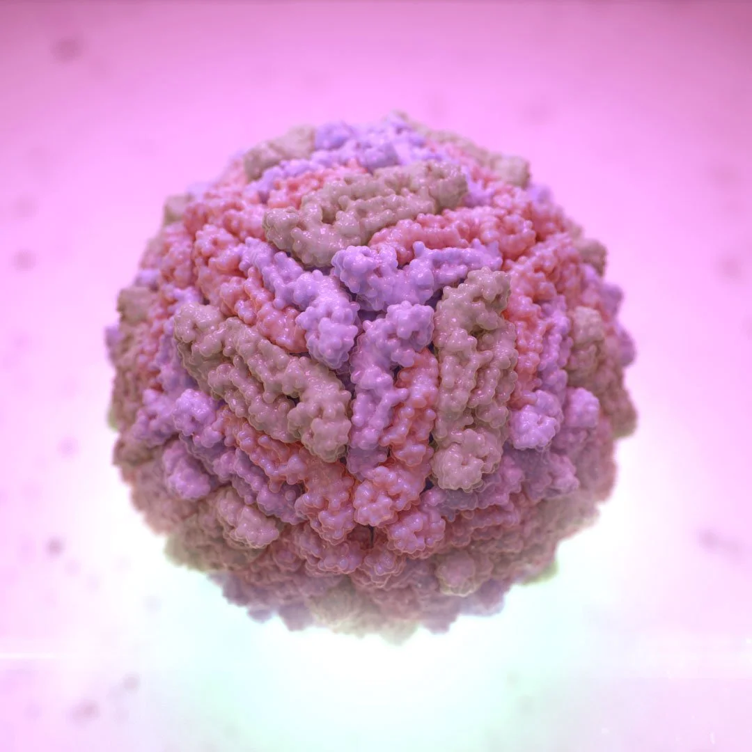 A  highly detailed and realistic medical illustration of a Human Papillomavirus.