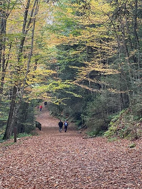 Leaf-Covered Trail