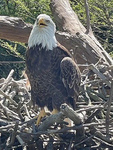 Bald Eagle at Houston Zoo