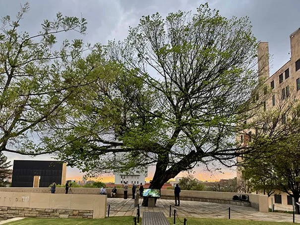 Survivor Tree, Oklahoma City Memorial