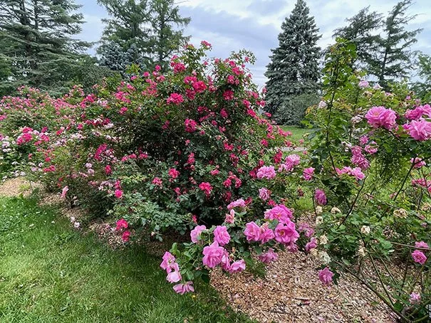 Rose Garden