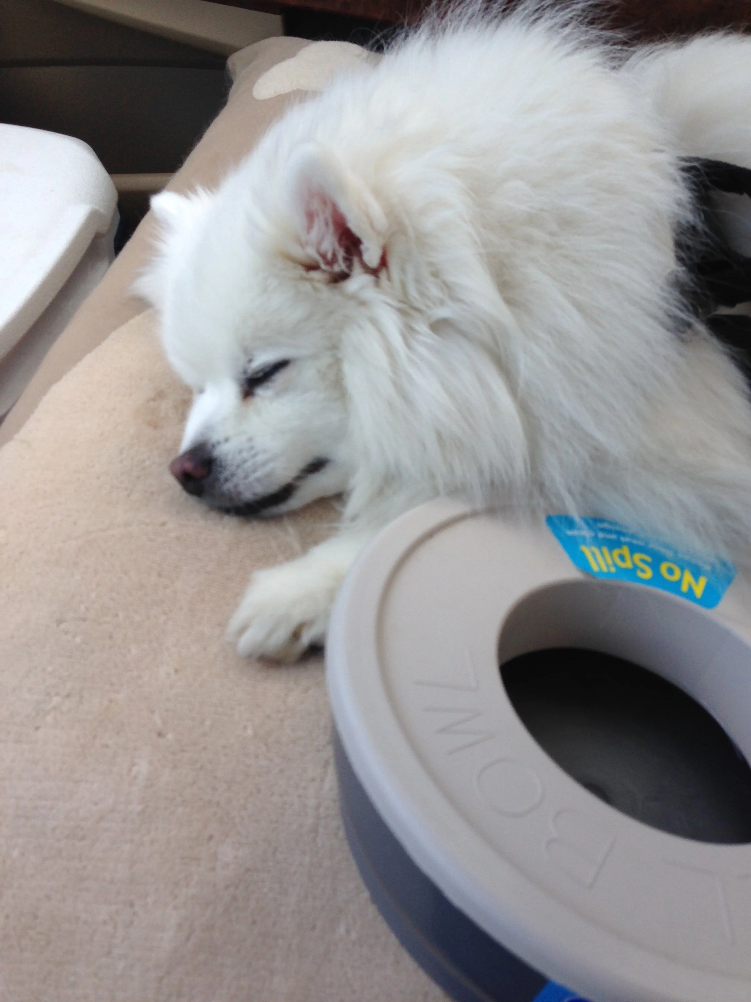 SnowSleepinginCar.JPG