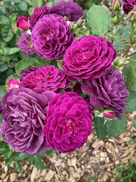 Rose Garden