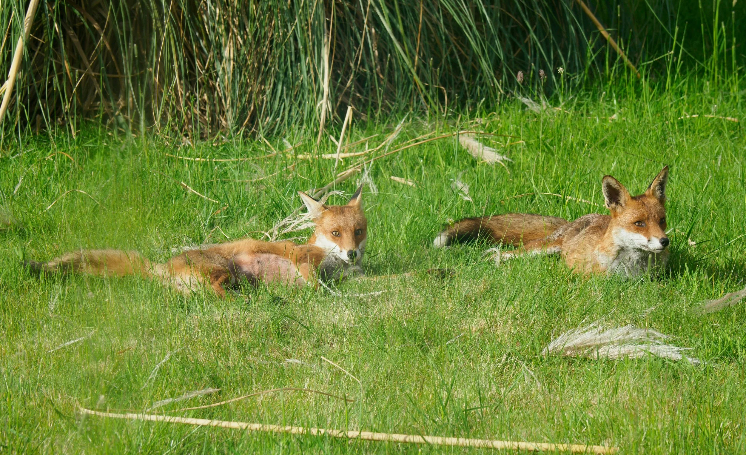 VLOG: Little Foxes in Your Vineyard
