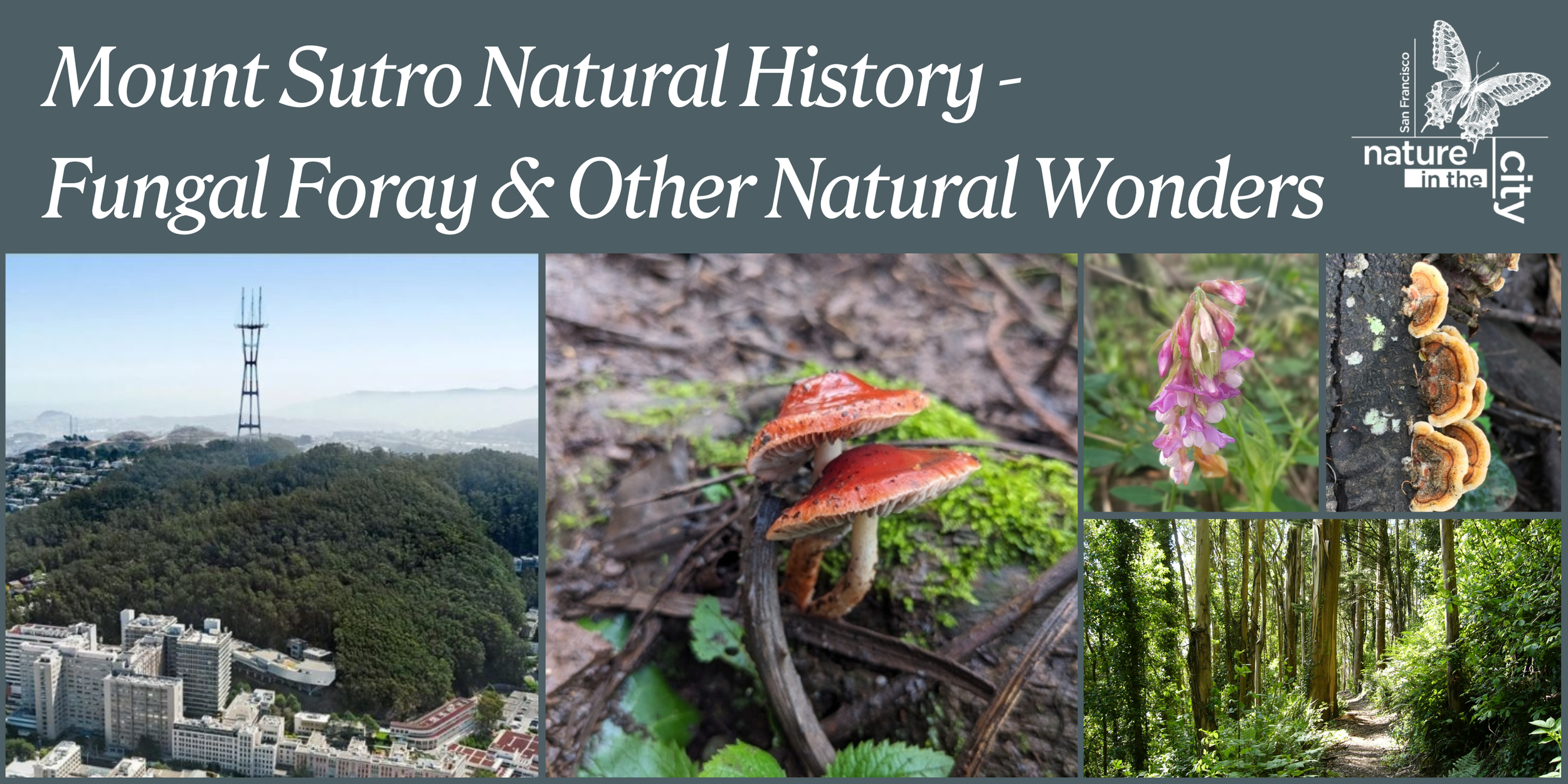 Mount Sutro Natural History—Fungal Foray & Other Natural Wonders