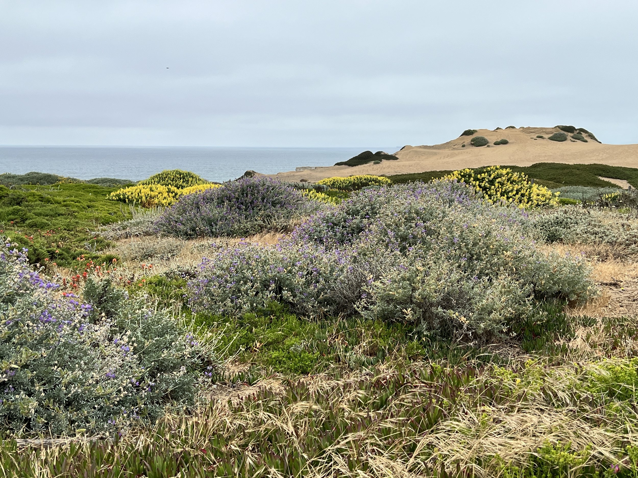 An Ocean-to-Bay Hike: San Francisco’s Double Cross Trail