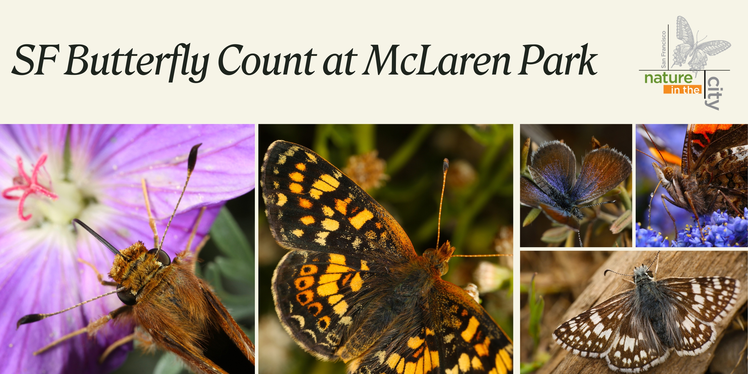 San Francisco Butterfly Count 2026 - McLaren Park