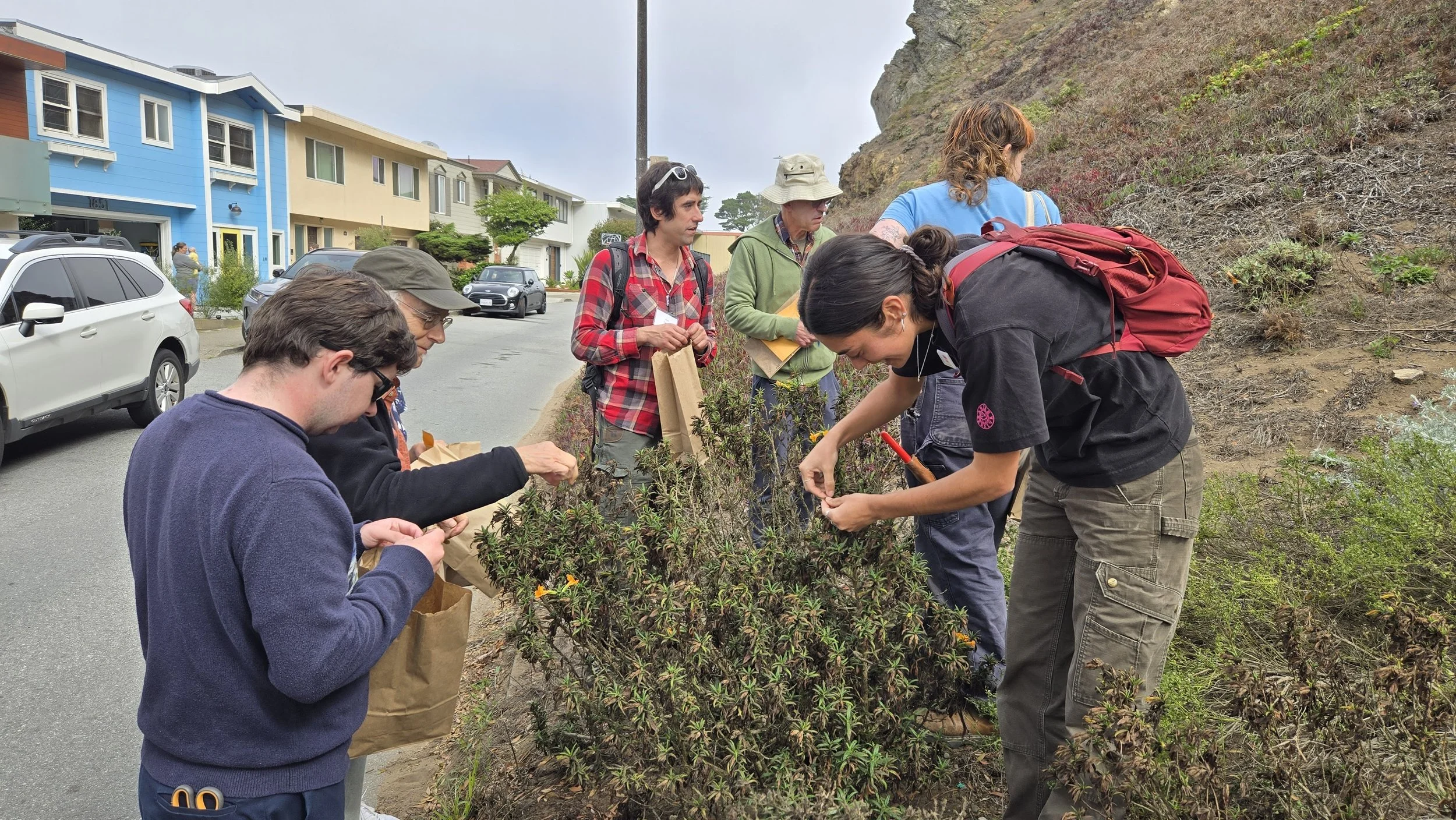 Green Hairstreak Corridor: Seed Collecting Workshop &amp; Walk